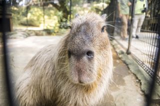 長崎バイオパーク|スイカ早食い対決でメイプル散る!敗因はまさか?