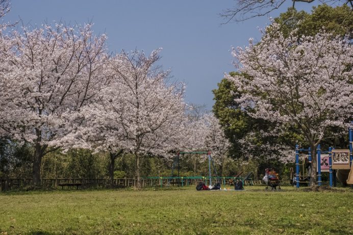 神ノ島公園（長崎市）の桜と花見