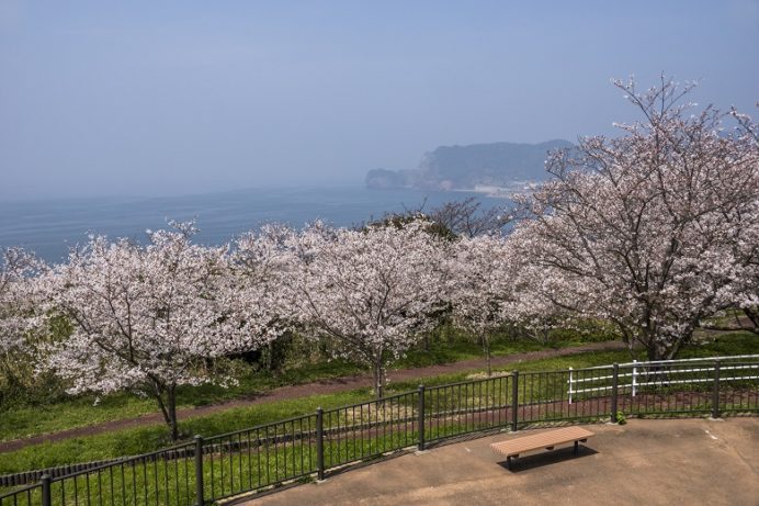 神ノ島公園（長崎市）の桜と花見