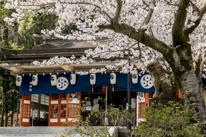 淵神社の桜【開花と満開日2023】～現地レポ！