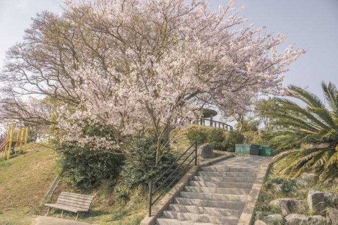 鍋冠山公園展望台（長崎市出雲）の桜と花見