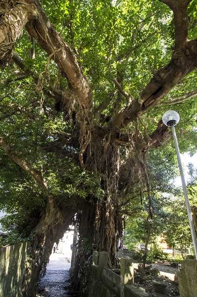 奈良尾神社のアコウ樹（上五島）