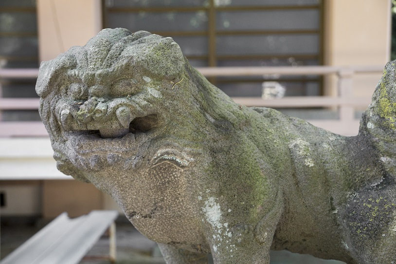 奈良尾神社・アコウ樹（上五島）の狛犬