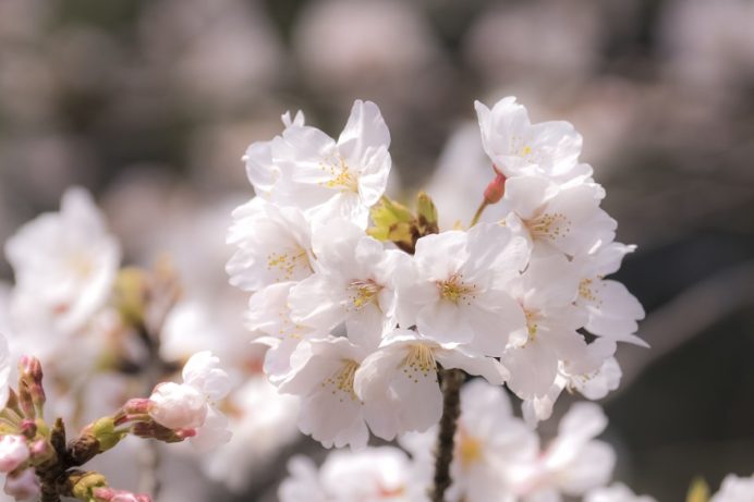 西山ダム下流公園（長崎市）の桜と花見、ソメイヨシノ