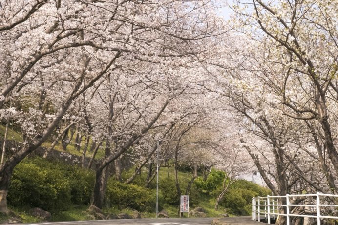 立山公園（長崎市）の桜と花見