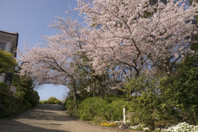 グラバー園（長崎市南山手町）の桜