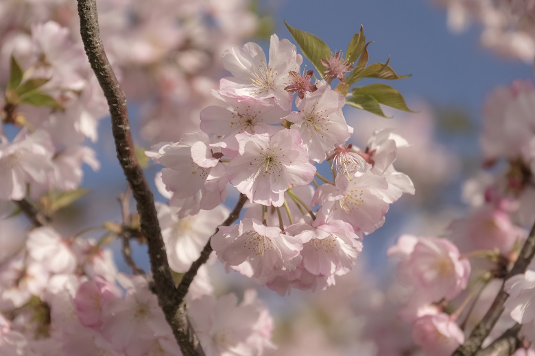 グラバー園（長崎市南山手町）のTEIKO桜（アーコレード）
