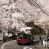 立山公園の桜【開花と満開日2023】～現地レポ！