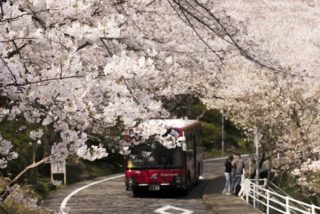 立山公園の桜【満開いつ？開花速報2022】～現地レポ！