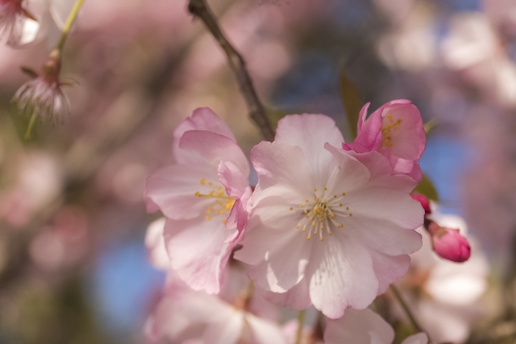 グラバー園（長崎市南山手町）のTEIKO桜（アーコレード）