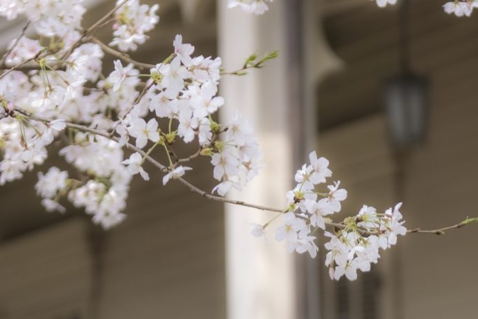 東山手十二番館（長崎市）の桜と花見
