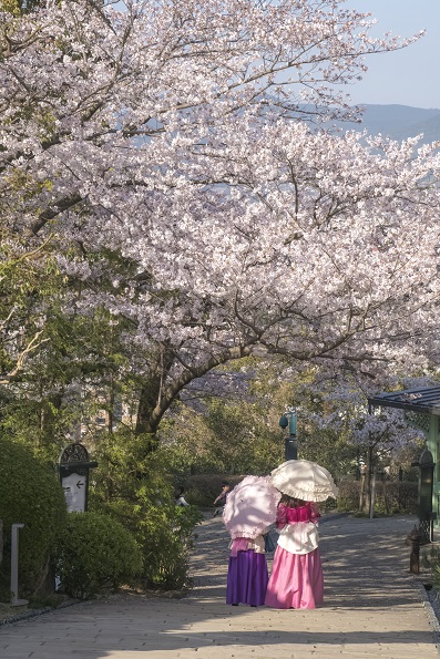 グラバー園（長崎市南山手町）の桜