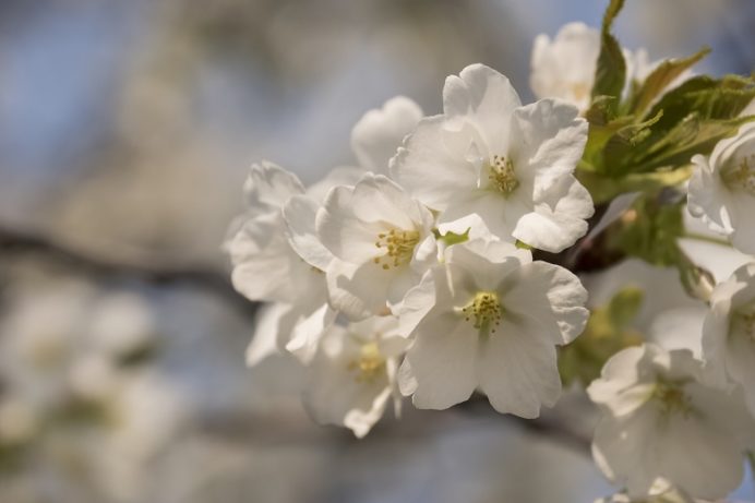 立山公園（長崎市）の桜と花見