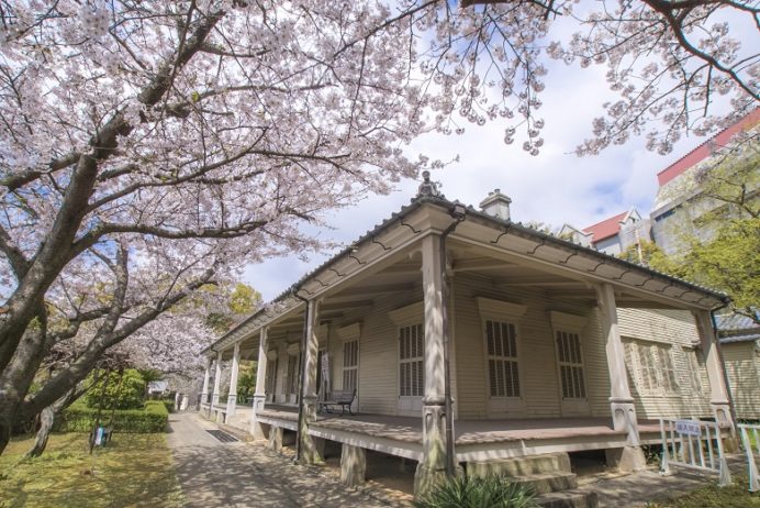 東山手十二番館（長崎市）の桜と花見