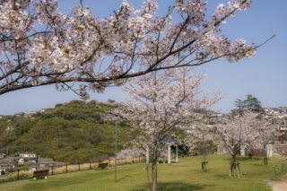 出雲近隣公園の桜【開花と満開日2023】～現地レポ！