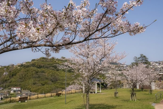出雲近隣公園（長崎市）の桜と花見