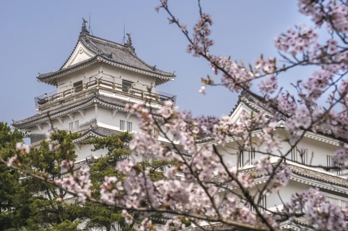 島原城（長崎県島原市城内）の桜と花見