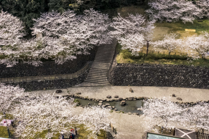 西山ダム下流公園（長崎市）の桜と花見