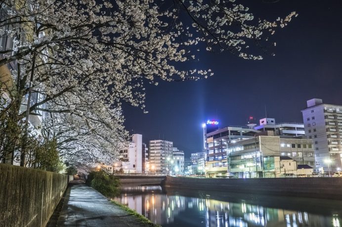 佐世保公園（長崎県佐世保市平瀬町）の桜と花見、夜のライトアップ