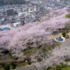 中尾城公園の桜【開花と満開日2023】～花見に最適