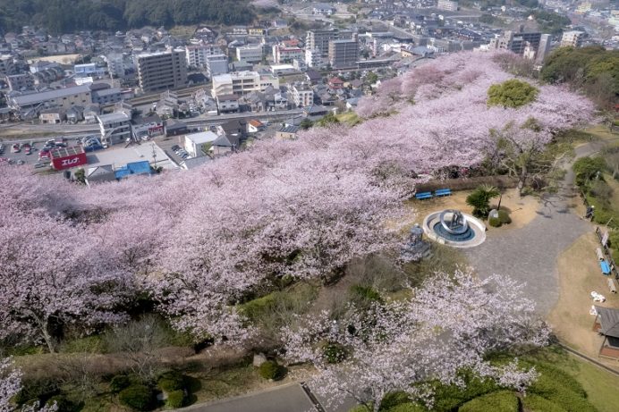中尾城公園の桜【開花と満開日2023】～花見に最適