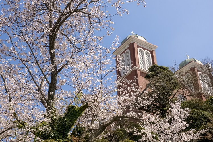 浦上天主堂（長崎市本尾町）の永井千本桜