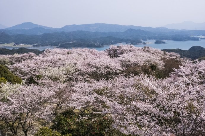 大山公園（松浦市福島）の桜と花見