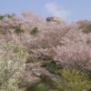 四本堂公園の桜【開花と満開日2023】～BBQできます！
