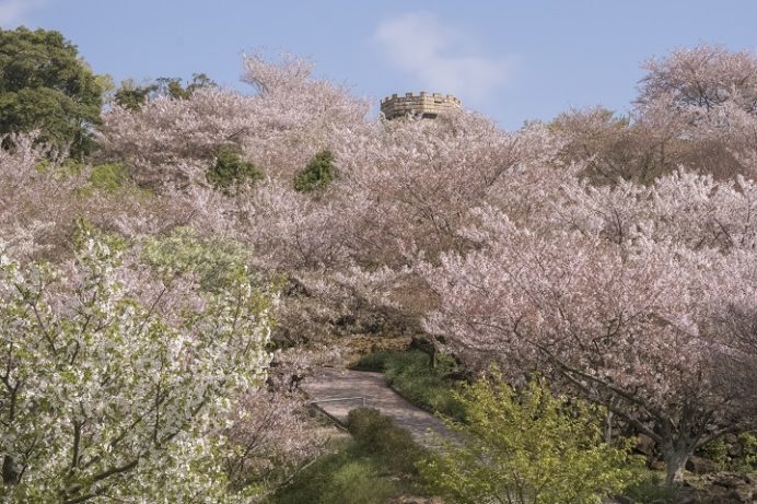 四本堂公園（長崎県西海市西彼町）の桜と花見