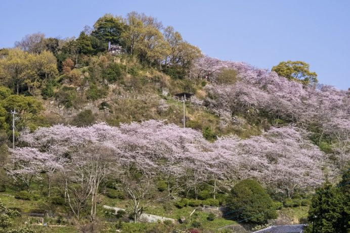 とけん山公園（島原半島、雲仙市小浜）の桜と花見