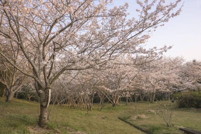 花の森公園（佐世保市野崎町）の桜と花見