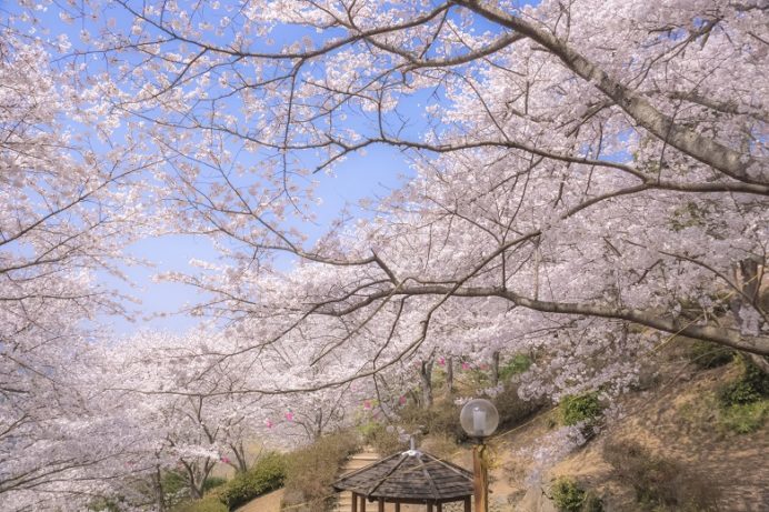 中尾城公園（長崎県西彼杵郡長与町）の桜と花見