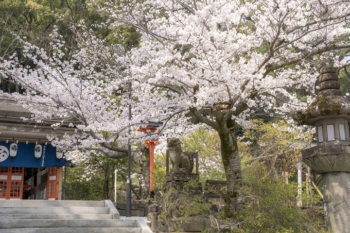 淵神社（長崎県長崎市淵町、稲佐山麓）の桜