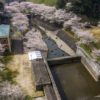 西山ダムの桜【開花と満開日2023】～写真と現地レポ！