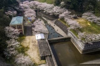 西山ダムの桜【最新！開花速報】～現地レポ！