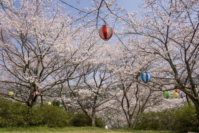 長与ダム（西彼杵郡長与町本川内）の桜と花見