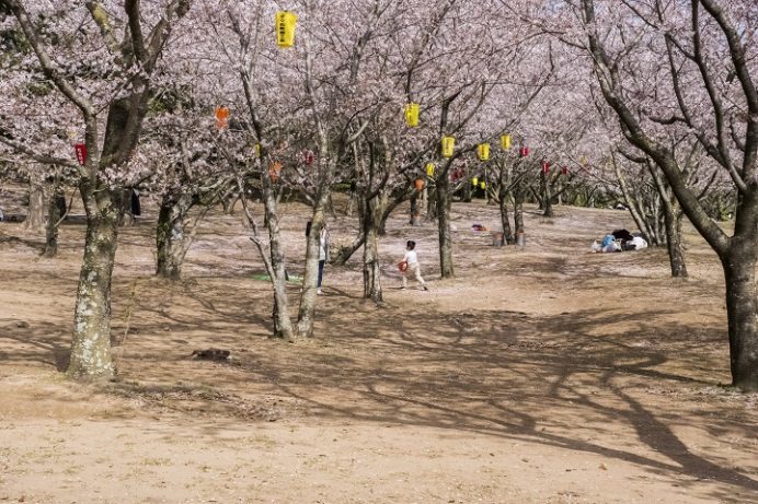 橘神社（長崎県雲仙市千々石）の桜と花見