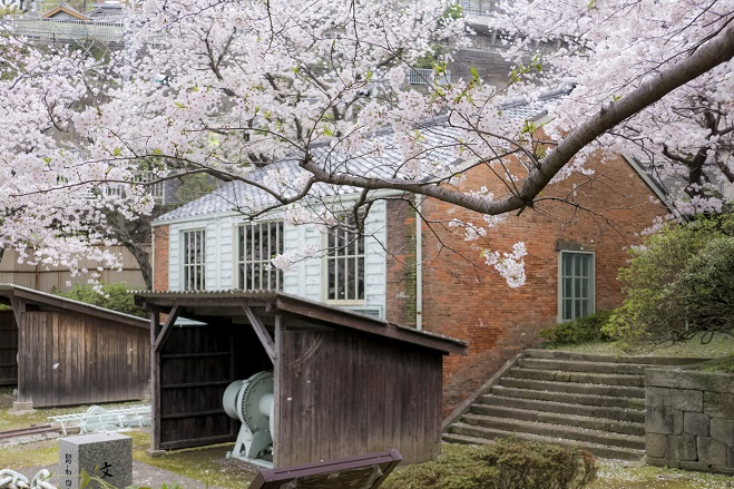 小菅修船場跡（長崎市小菅町、世界遺産）の桜