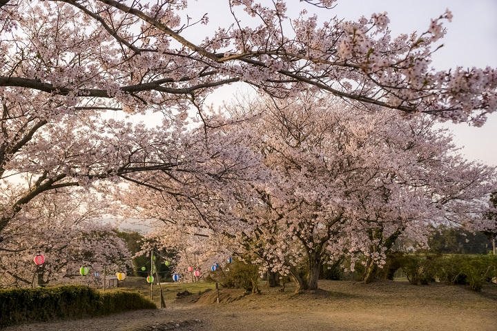 原城跡（南島原市・世界遺産）の桜と花見