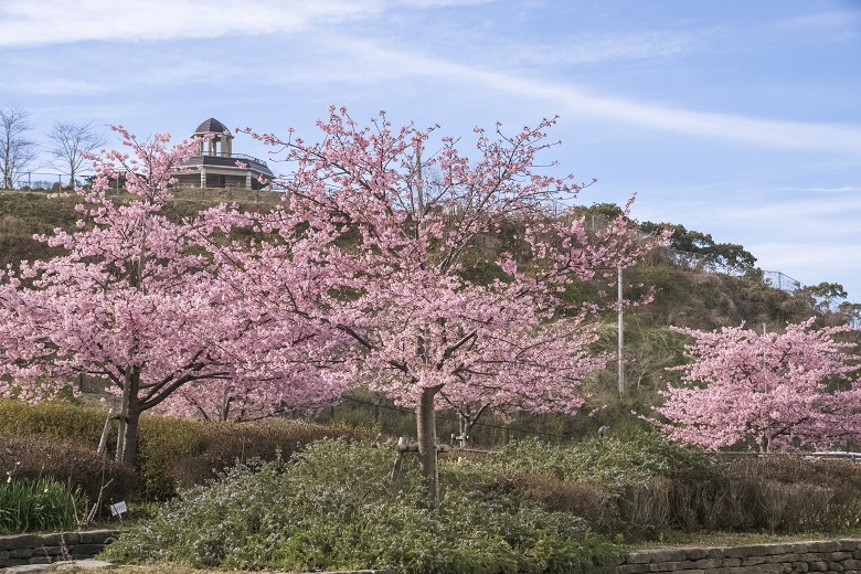 西海橋公園（長崎県西海市・佐世保市針尾）の河津桜