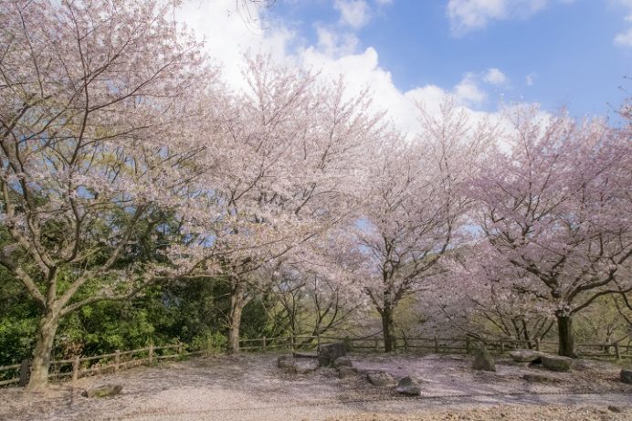 四本堂公園（長崎県西海市西彼町）の桜と花見