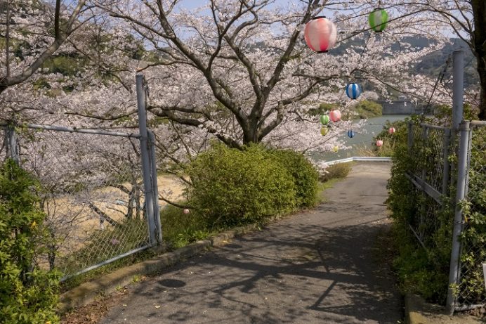 長与ダム（西彼杵郡長与町本川内）の桜と花見