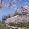 大村公園の桜【満開いつ？開花速報2022】～現地レポ！