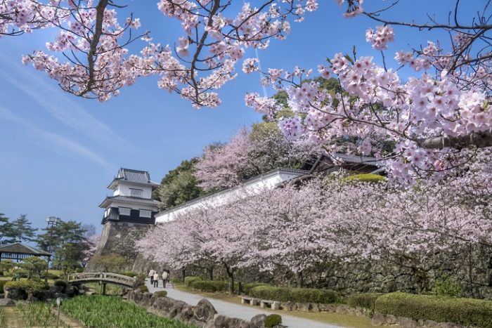 大村公園の桜【満開いつ？開花速報2023】～現地レポ！