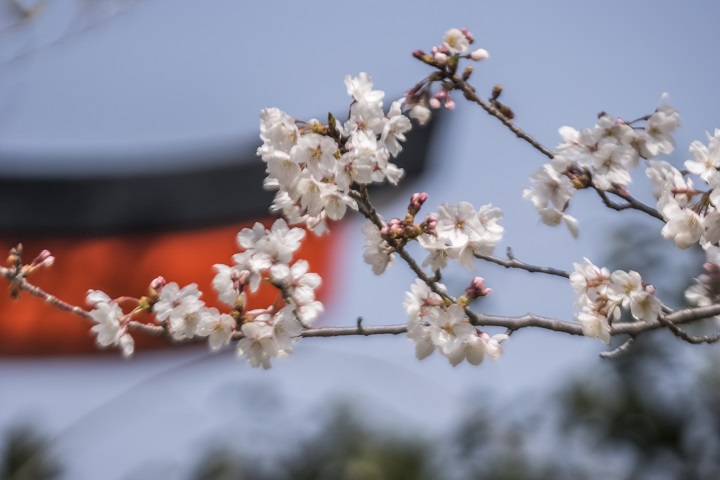 淵神社（長崎県長崎市淵町、稲佐山麓）の桜
