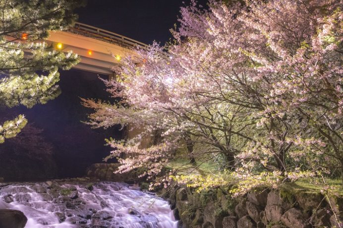 橘神社（長崎県雲仙市千々石）の桜と花見、ライトアップ