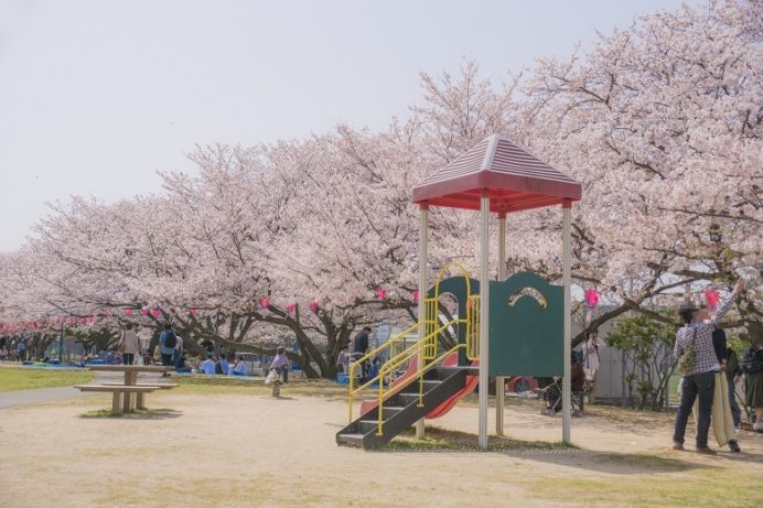 佐世保公園（長崎県佐世保市平瀬町）の桜と花見