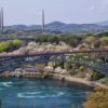 西海橋の桜【満開いつ？開花速報2023】～現地レポ！