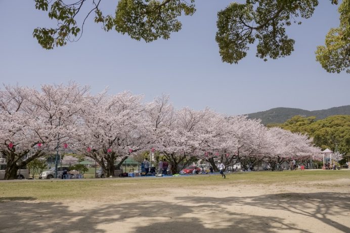 佐世保公園（長崎県佐世保市平瀬町）の桜と花見