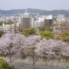 長崎平和公園の桜【開花と満開日2023】～現地レポ！